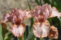 Intermediate bearded iris Lingering Royalty Free Stock Photo
