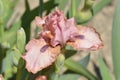 Intermediate bearded iris Lingering Royalty Free Stock Photo