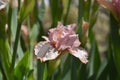 Intermediate Bearded Iris Lingering Royalty Free Stock Photo