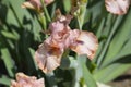 Intermediate Bearded Iris Lingering Royalty Free Stock Photo