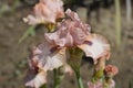 Intermediate Bearded Iris Lingering Royalty Free Stock Photo