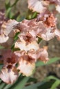 Intermediate Bearded Iris Lingering Royalty Free Stock Photo