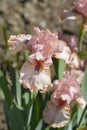 Intermediate Bearded Iris Lingering Royalty Free Stock Photo