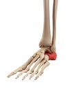 The intermediate calcaneus bone Royalty Free Stock Photo