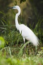 Intermediate Egret Royalty Free Stock Photo