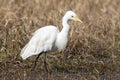 Intermediate Egret, Ardea intermedia intermedia Royalty Free Stock Photo