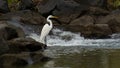 Intermediate Egret (Ardea intermedia) Royalty Free Stock Photo
