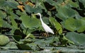 An Intermediate Egret Ardea intermedia walking amidst lily pads