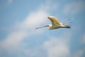 Intermediate Egret in breeding colors Royalty Free Stock Photo