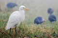 Intermediate Egret Egretta intermedia