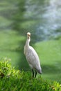 Intermediate Egret, Egretta intermedia, standing at the pond Royalty Free Stock Photo
