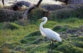 Intermediate egret fishing in a pond Royalty Free Stock Photo