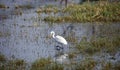 Intermediate egret fishing in a pond Royalty Free Stock Photo