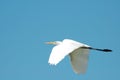 Intermediate Egret Bird Flying Royalty Free Stock Photo