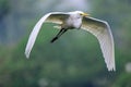 Intermediate Egret flying over Bharatpur, Rajasthan, India. Royalty Free Stock Photo