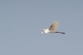 Intermediate Egret Flying in Sky