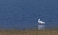 Intermediate egret Royalty Free Stock Photo