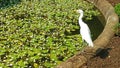 The intermediate egret on pondside in Sri Lanka