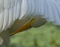 intermediate egret, is a medium-sized heron. Royalty Free Stock Photo