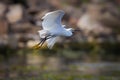 Intermediate Egret (Mesophoyx intermedia) Royalty Free Stock Photo