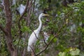 Intermediate Egret in nature Royalty Free Stock Photo