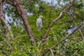 Intermediate Egret in nature Royalty Free Stock Photo