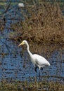 Intermediate Egret On One Leg