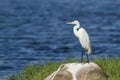 Intermediate Egret in Pottuvil, Sri Lanka Royalty Free Stock Photo