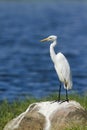 Intermediate Egret in Pottuvil, Sri Lanka