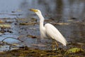 Intermediate Egret in Queensland Australia Royalty Free Stock Photo