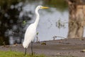 Intermediate Egret in Queensland Australia Royalty Free Stock Photo
