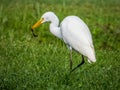 Intermediate Egret in Queensland Australia Royalty Free Stock Photo