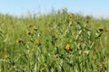 Intermediate Fiddleneck