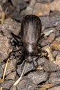 Intermediate Gazelle Beetle