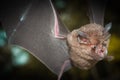 Intermediate Horseshoe Bat Rhinolophus affinis Royalty Free Stock Photo