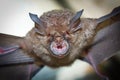 Intermediate Horseshoe Bat Rhinolophus affinis Royalty Free Stock Photo