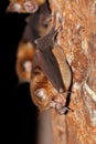 Intermediate Horseshoe Bat Rhinolophus affinis Royalty Free Stock Photo