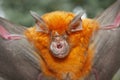 Intermediate Horseshoe Bat Rhinolophus affinis Royalty Free Stock Photo
