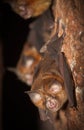 Intermediate Horseshoe Bat Rhinolophus affinis Royalty Free Stock Photo