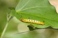 Intermediate Maplet Chersonesia intermedia caterpillar