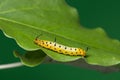 Intermediate Maplet Chersonesia intermedia caterpillar Royalty Free Stock Photo