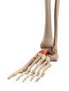 The intermediate navicular bone Royalty Free Stock Photo