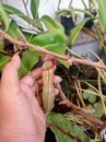 Intermediate Pitcher of Nepenthes faizaliana x clipeata Royalty Free Stock Photo