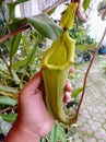 Intermediate Pitcher of Nepenthes veitchii Hybrid Royalty Free Stock Photo