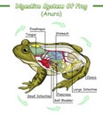 Digestive system of frog Royalty Free Stock Photo