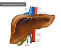 Internal Anatomy of Liver. Medical Illustration