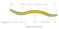 Internal anatomy of a nematode