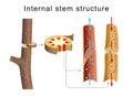 Internal anatomy of the tree stem