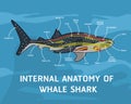 INTERNAL ANATOMY OF WHALE SHARK