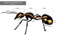 Internal Ant Anatomy. Characteristics Common to all Ants